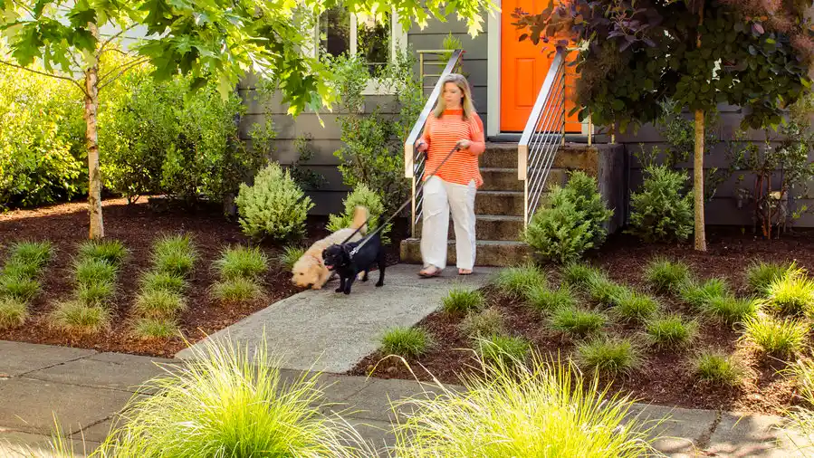 pet-friendly landscaping solutions