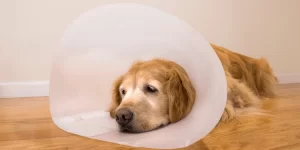 How Custom Dog Products Enhance Pet Comfort